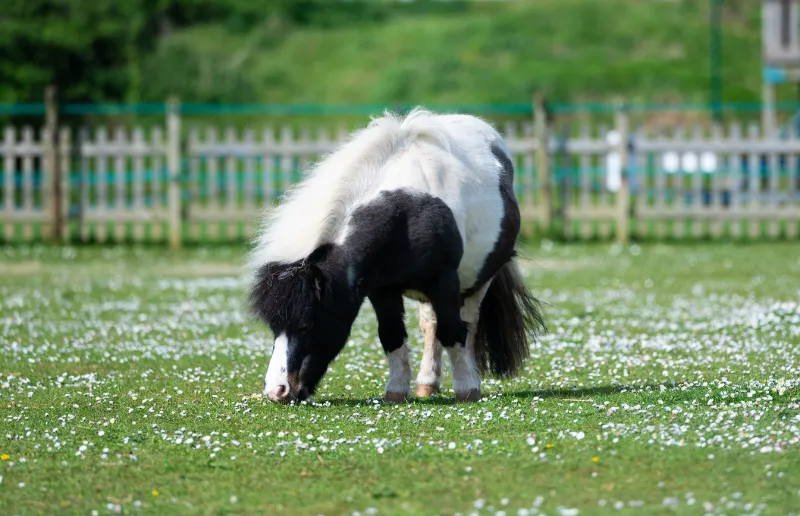 Picture of Pony Grooming