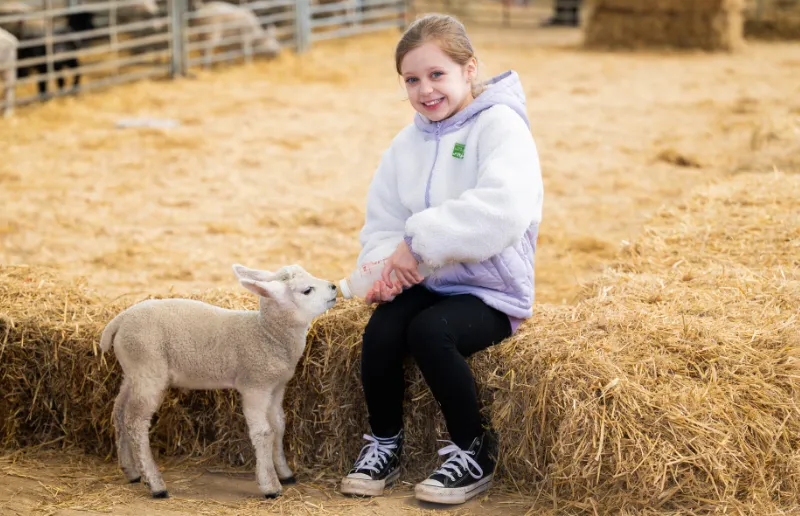 Picture of Bottle Feeding Lambs