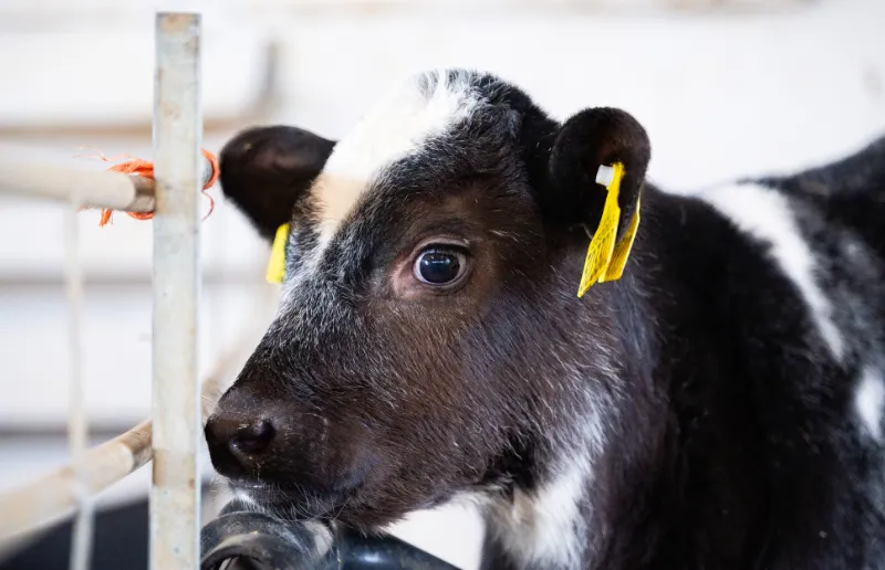 Picture of Calf Feeding