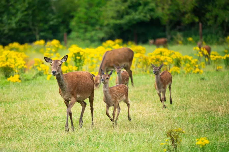 Deer Calving Season Image 1