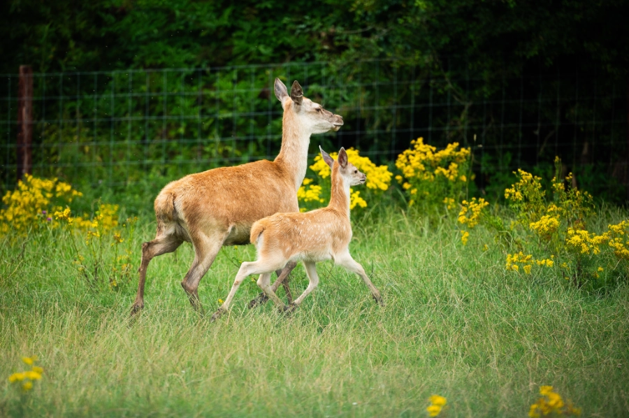 Deer Calving Season Image 2