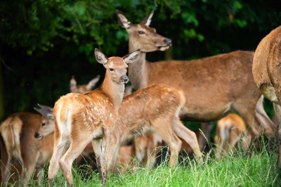 Deer Calving Season Image 3