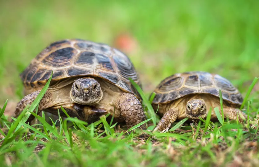 Tortoises