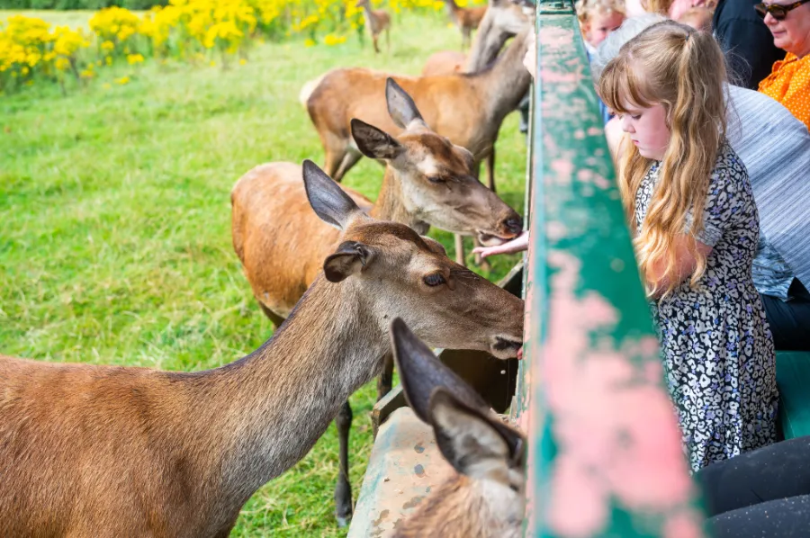 Deer Safari Only