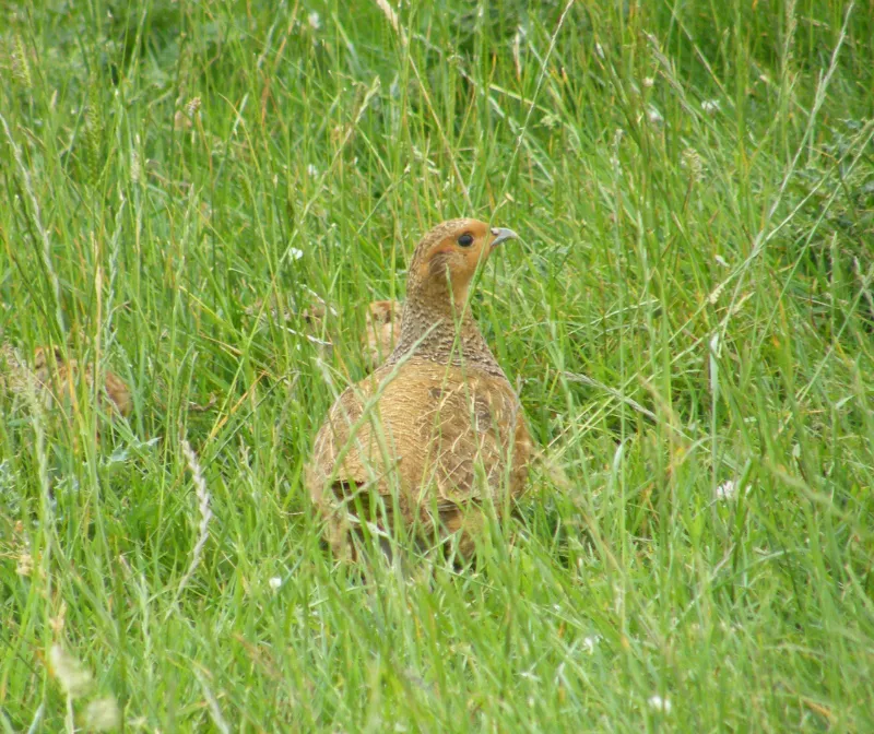 English (Grey) Partridges