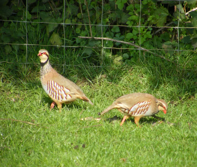 French Partridges