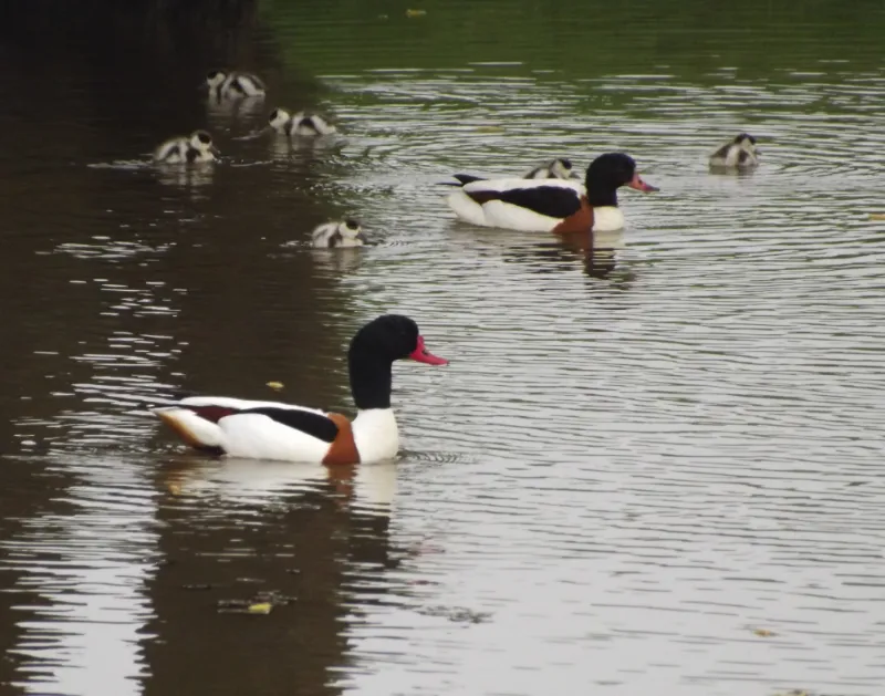 Shelduck