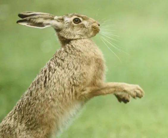 Mad March Hares